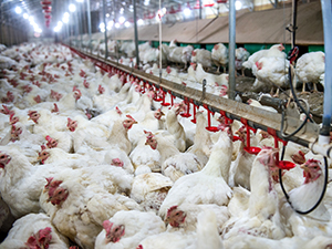 breeder poultry production