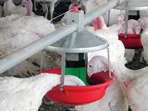 turkey feeding systems
