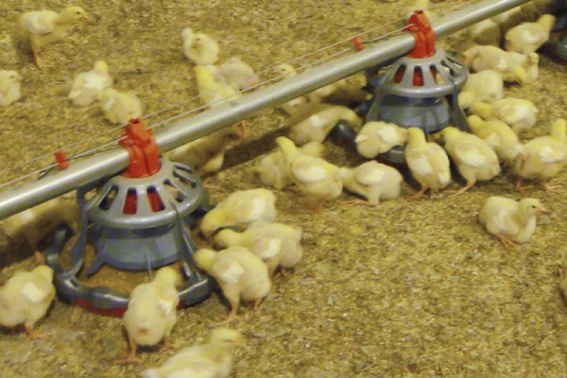 breeder poultry products